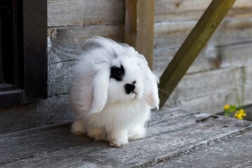 White rabbit with black spots mini lop.