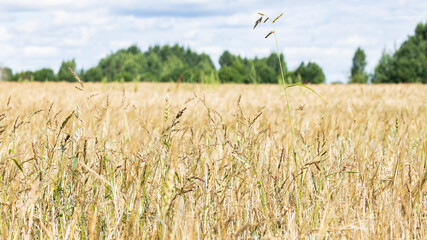Golden ears of rye. Agricultural field.