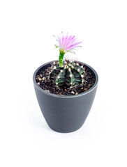 Flowering Gymnocalycium mihanovichii cactus in a pot isolated on white background