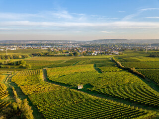 Luftaufnahme mit Drohne der Weinberge zwischen, Rüdesheim, Eltville und Ostrich Winkel im Rheingau, Hessen Deutschland