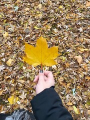 Maple leaf