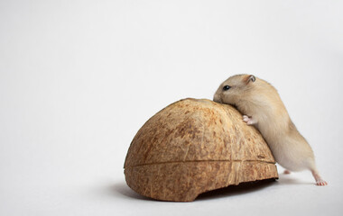 cute  brown hamster near coconut on white background