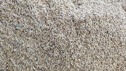 Paddy that has been harvested and dried