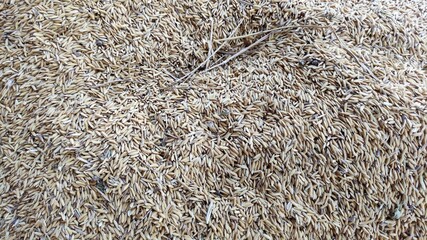 Paddy that has been harvested and dried