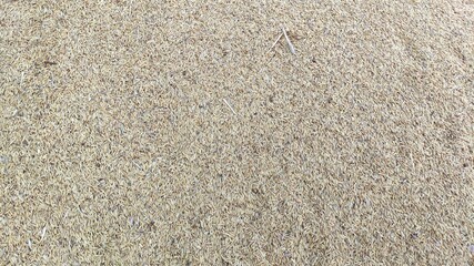 Paddy that has been harvested and dried