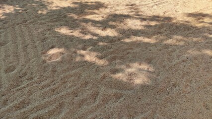 Paddy that has been harvested and dried