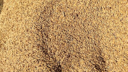 Paddy that has been harvested and dried