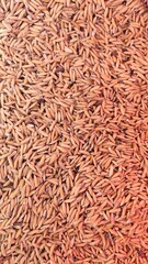 Paddy that has been harvested and dried