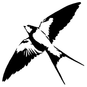 black and white linear paint draw swallow illustration