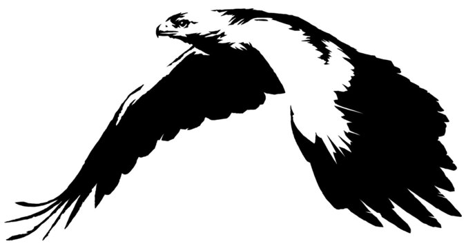 black and white linear paint draw eagle bird illustration