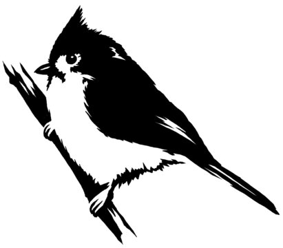 black and white linear paint draw cardinal bird illustration