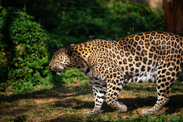 Beautiful adult leopard sitting near water lake in open and dense forest looking away during daytime under sunlight