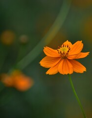 orange flowers in green leaves