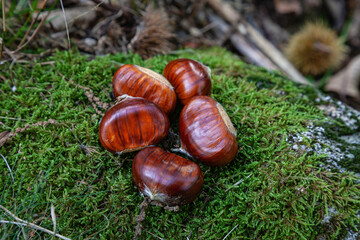 Châtaignes d'Ardèche