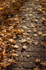 paving stones in the city park with autumn leaves close-up