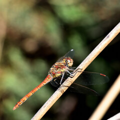 red dragonfly on a green leaf