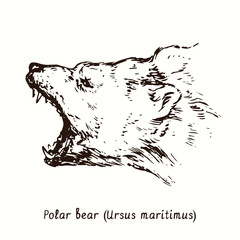 Polar bear (Ursus maritimus) growling muzzle side view. Ink black and white doodle drawing in woodcut style.