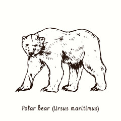 Polar bear (Ursus maritimus) standing side view. Ink black and white doodle drawing in woodcut style.