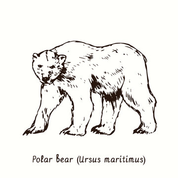 Polar bear (Ursus maritimus) standing side view. Ink black and white doodle  drawing in woodcut style. Stock Vector | Adobe Stock