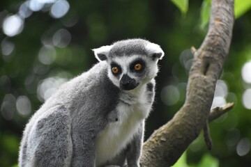 Close up of a Ring tailed lemur, at the Avifauna in The Netherlands.