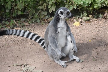 Close up of a Ring tailed lemur, at the Avifauna in The Netherlands.