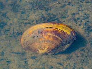 swan mussel Anodonta cygnea in a pond close up