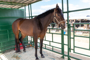 pedigree horse on display
