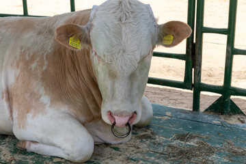 breeding bull in the paddock