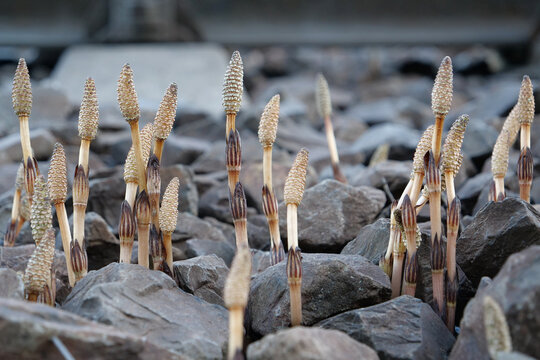 Equisetum arvense, the field horsetail or common horsetail