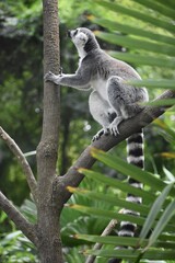 Ring tailed lemur climbing in a tree, at the Avifauna in The Netherlands.