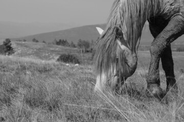 Closeup shot of a horse in a field during the day in grayscale