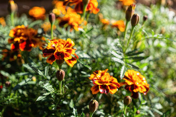 Yellow blooming summer marigold flowers	