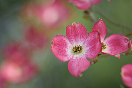 Pink Dogwood Images – Browse 9,586 Stock Photos, Vectors, and Video