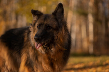Portrait of a German shepherd on the background of an autumn forest