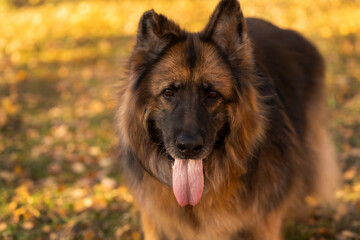 Portrait of a German shepherd on the background of an autumn forest