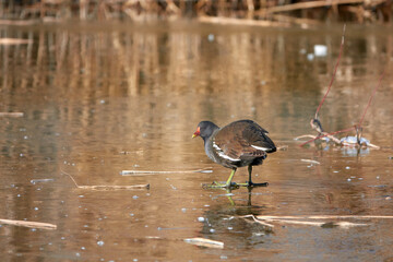 Moorhen ( Teichkralle, Gallinula chloropus) on frozen lake. Side view. Winter.