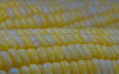 Glitter water droplet on corn seed  surface