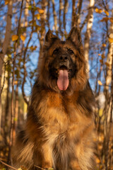 A German shepherd sits against the background of an autumn forest
