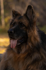 Portrait of a German shepherd on the background of an autumn forest