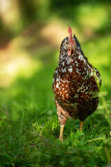 Swedish flower hen in a summer meadow