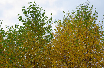 Autumn Trees in a Garden