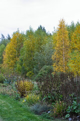 Autumn Trees in a Garden