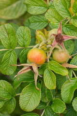 Rose Hips in a Garden