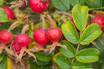 Rose Hips in a Garden