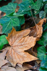 Dry leaves on the park ground in autumn