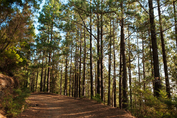 conifer trees in forest landscape on summer day