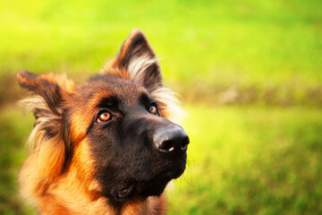 Portrait of a young German shepherd dog.