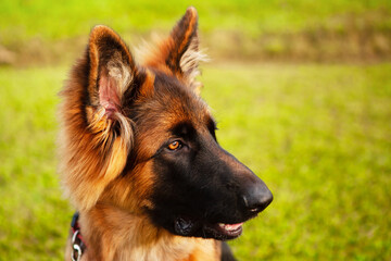 Portrait of a young German shepherd dog.