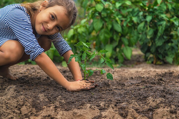 The child is planting a plant in the garden. Selective focus.