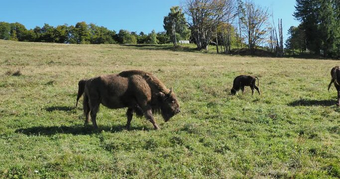 (Bison bonasus) Adult female and male of european wood bisons with calves roaming in a meadow with rich herb and shrub layer in southern germany